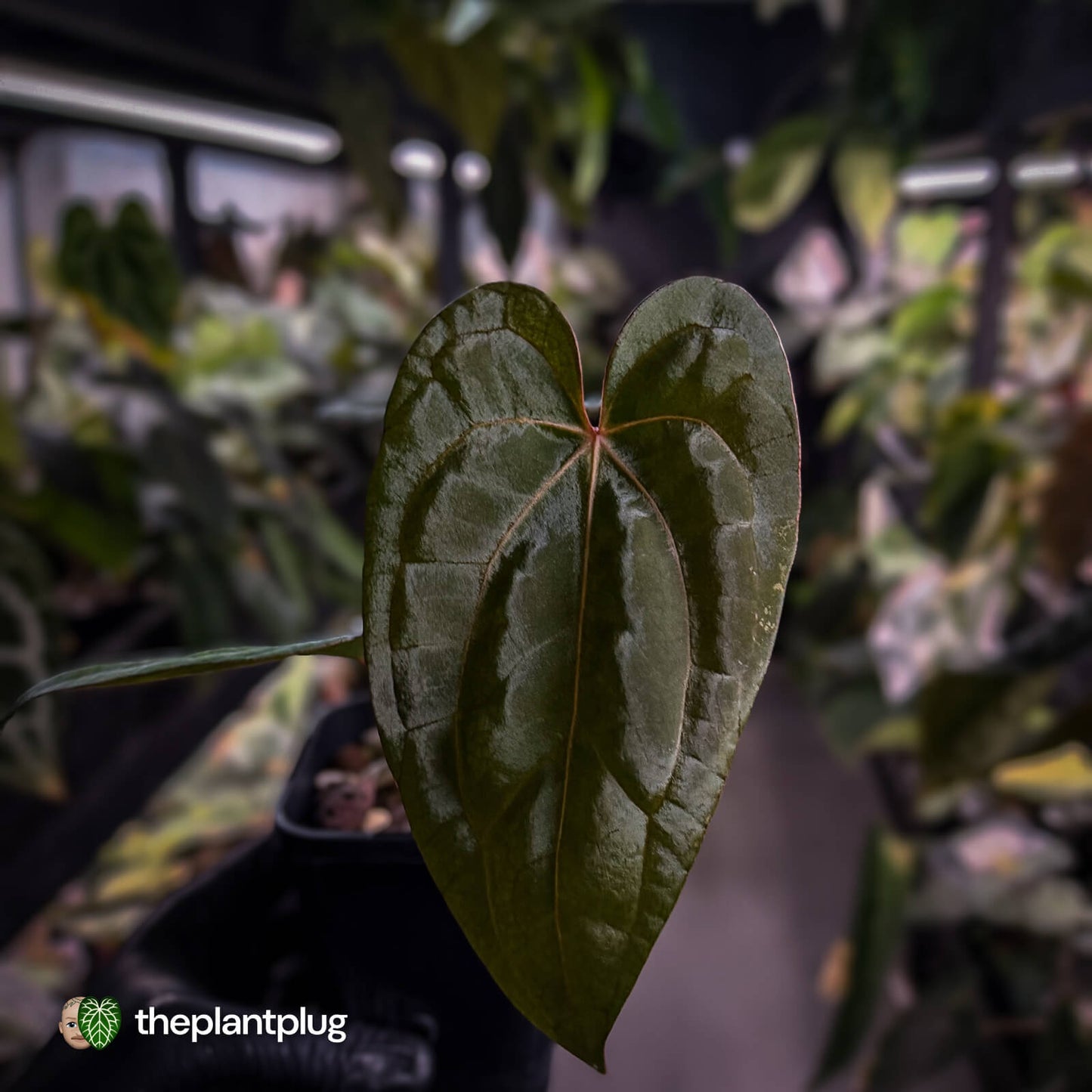 Anthurium carlablackiae ('OG5' x 'RA4') x 'RVDP'