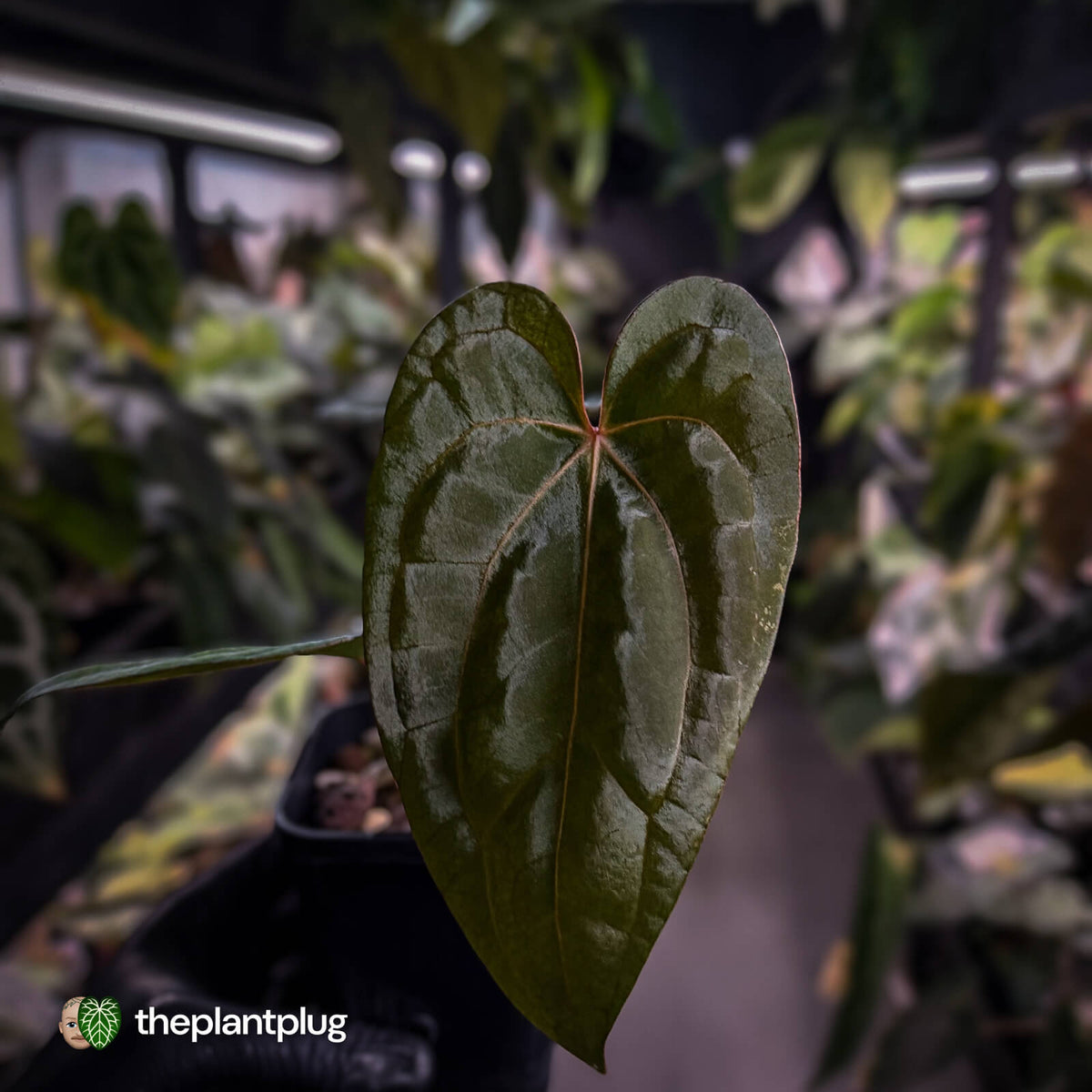 Anthurium carlablackiae ('OG5' x 'RA4') x 'RVDP'