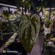 Anthurium carlablackiae ('OG5' x 'RA4') x 'RVDP'