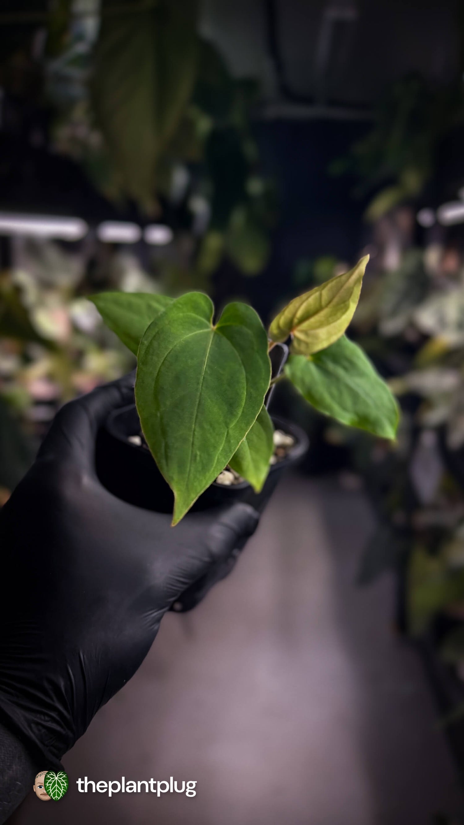 Anthurium besseae aff x kunayalense