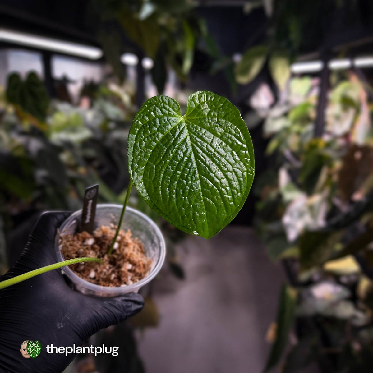 Anthurium rugulosum var Crinitum