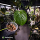 Anthurium rugulosum var Crinitum