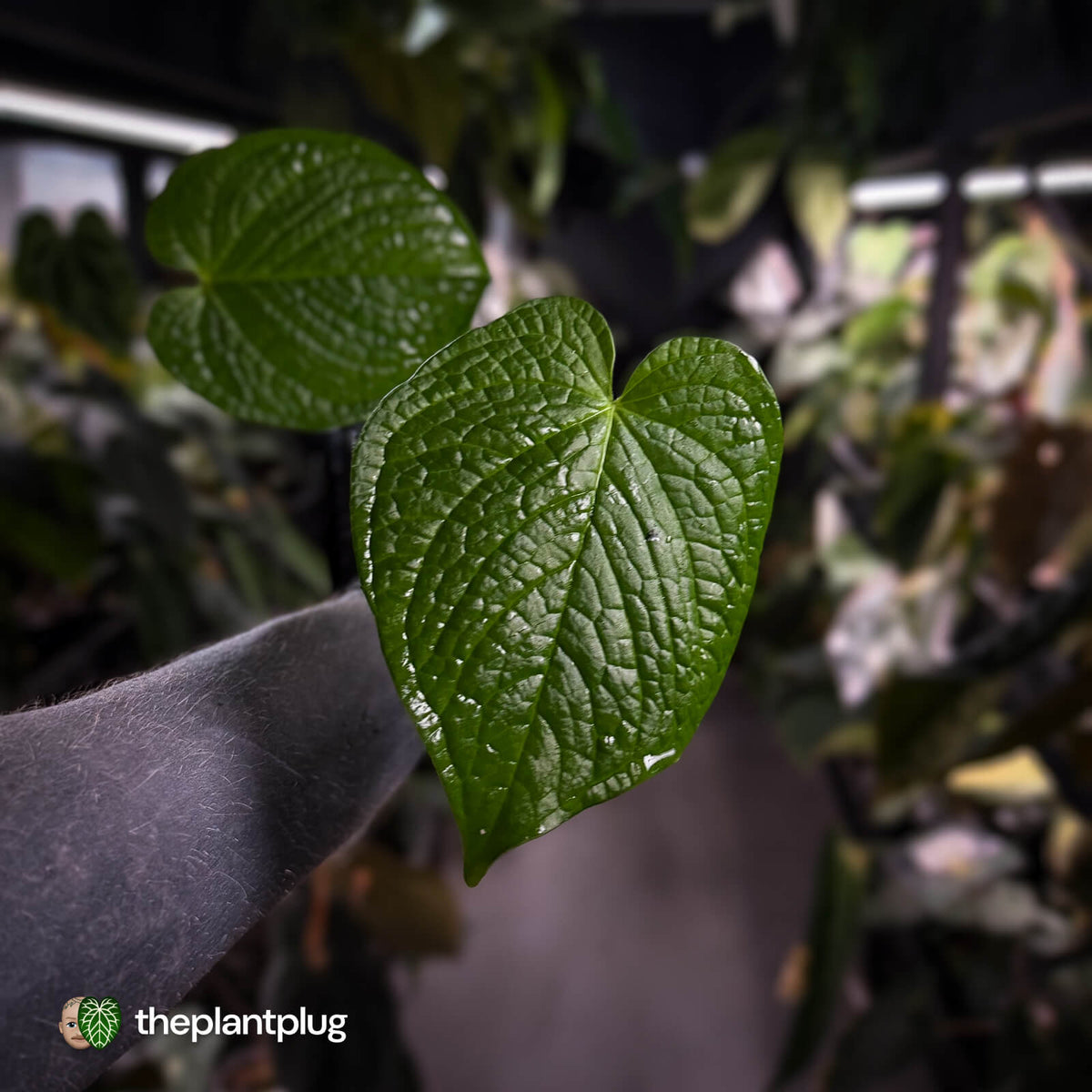 Anthurium rugulosum var Crinitum