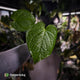 Anthurium rugulosum var Crinitum