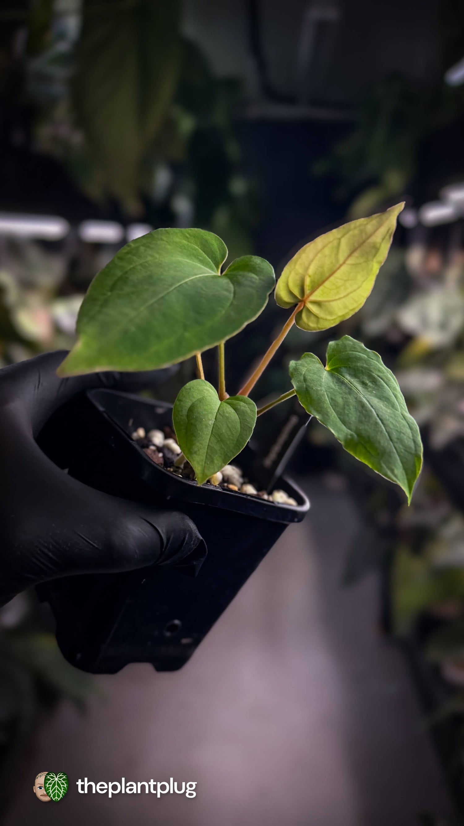 Anthurium besseae aff x kunayalense