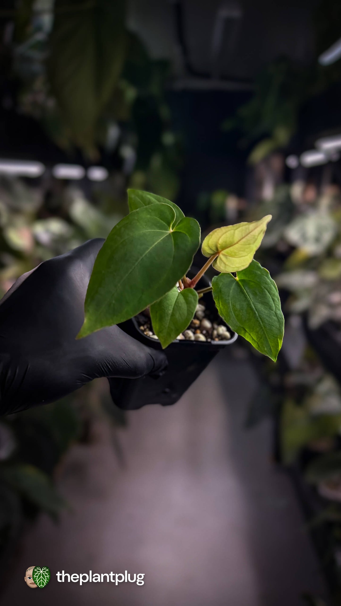 Anthurium besseae aff x kunayalense