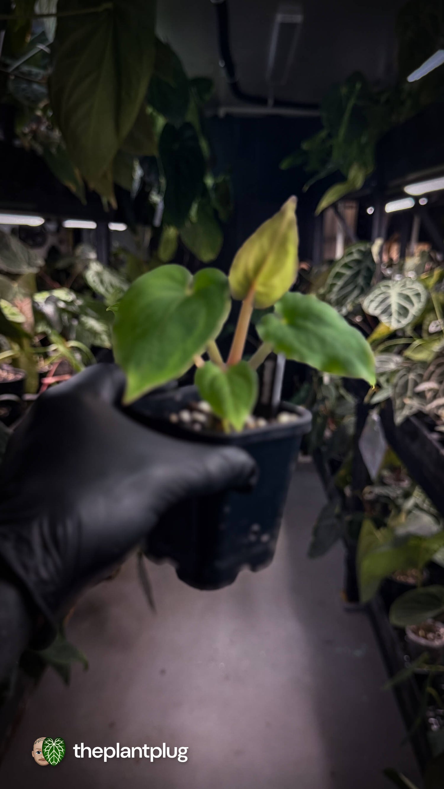 Anthurium besseae aff x kunayalense