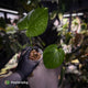 Anthurium rugulosum var Crinitum