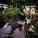 Anthurium rugulosum var Crinitum