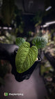 Anthurium Red Crystal x Splendidum