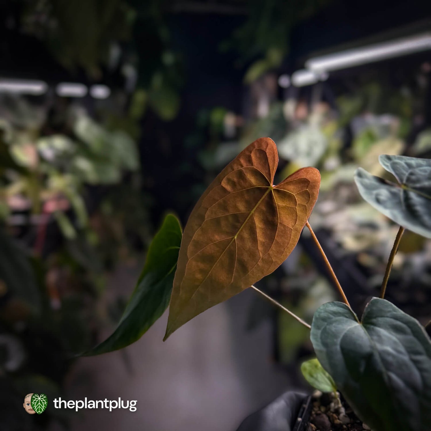 Anthurium Volcanic Ash x Calculus