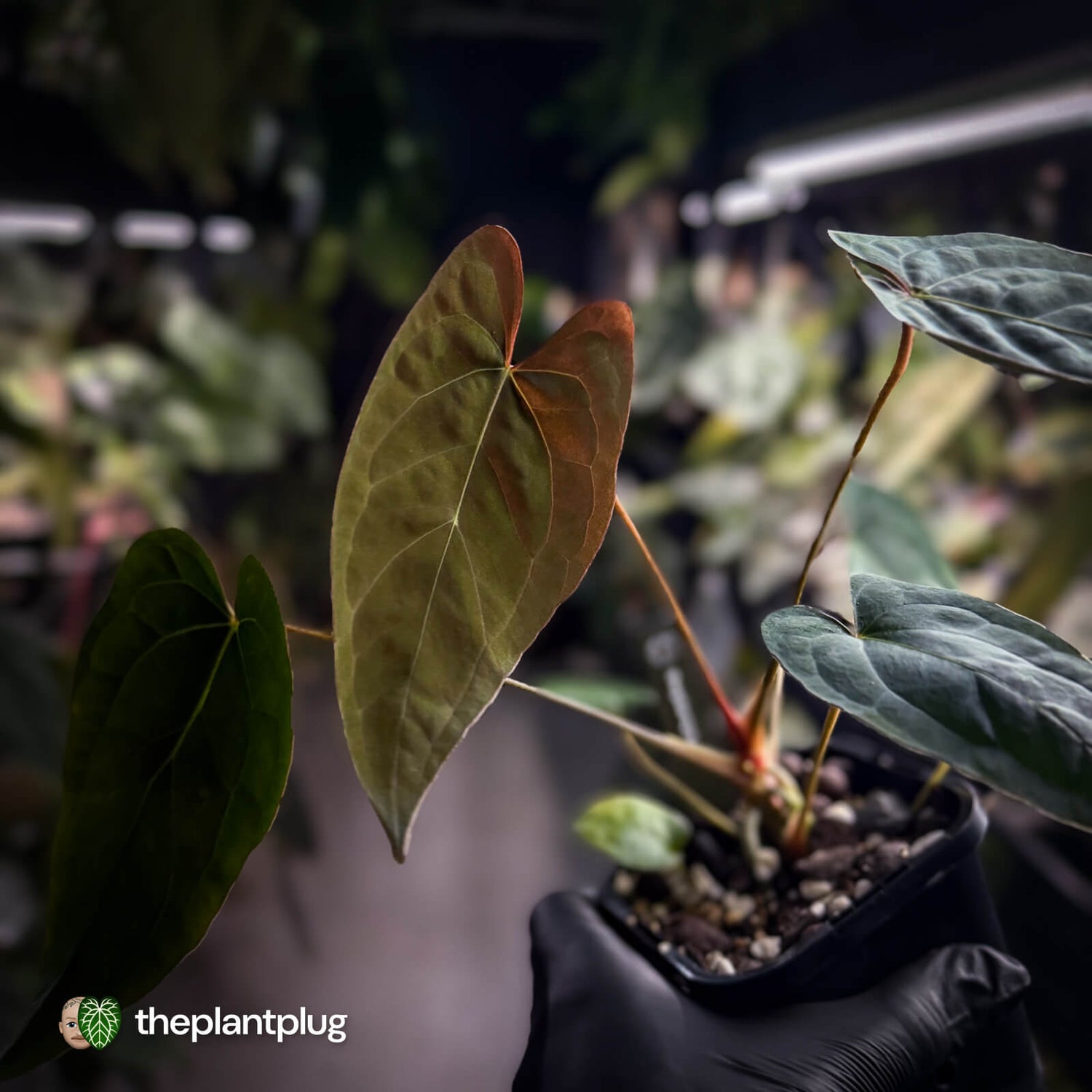 Anthurium Volcanic Ash x Calculus
