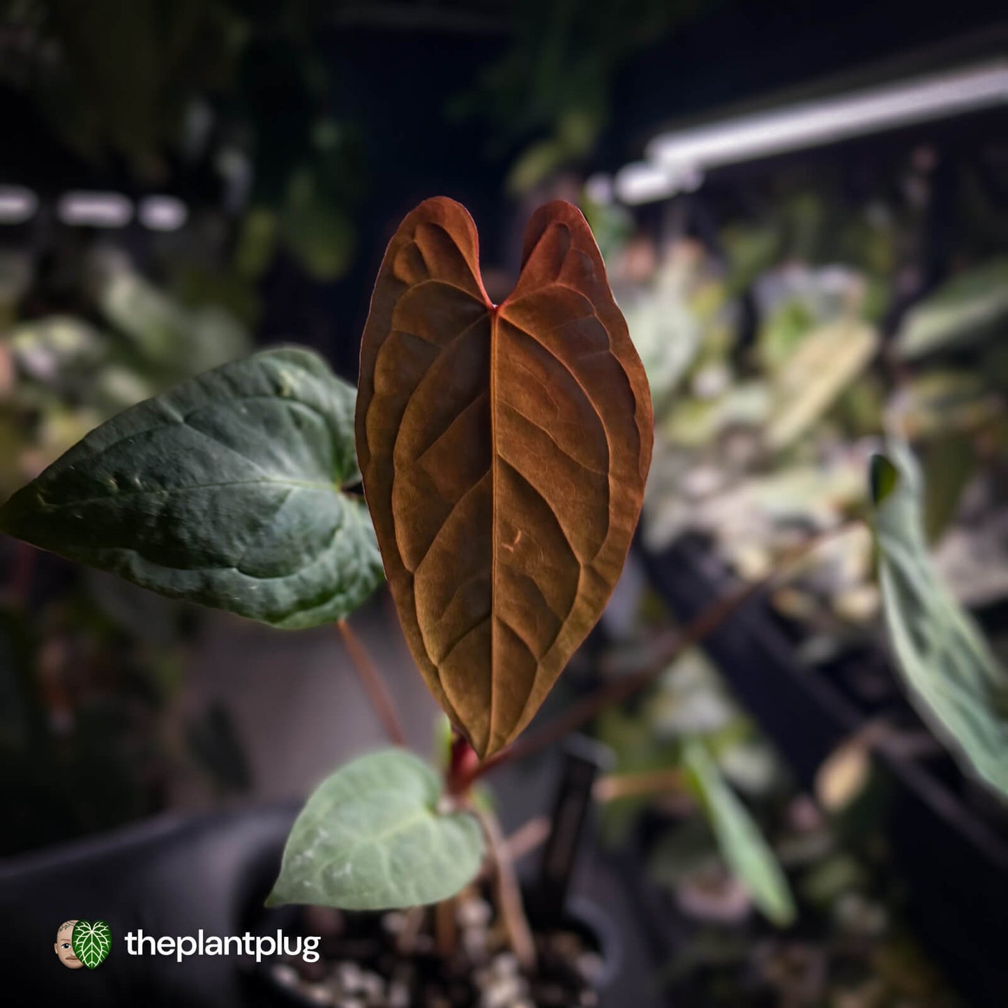 Anthurium Volcanic Ash x Calculus