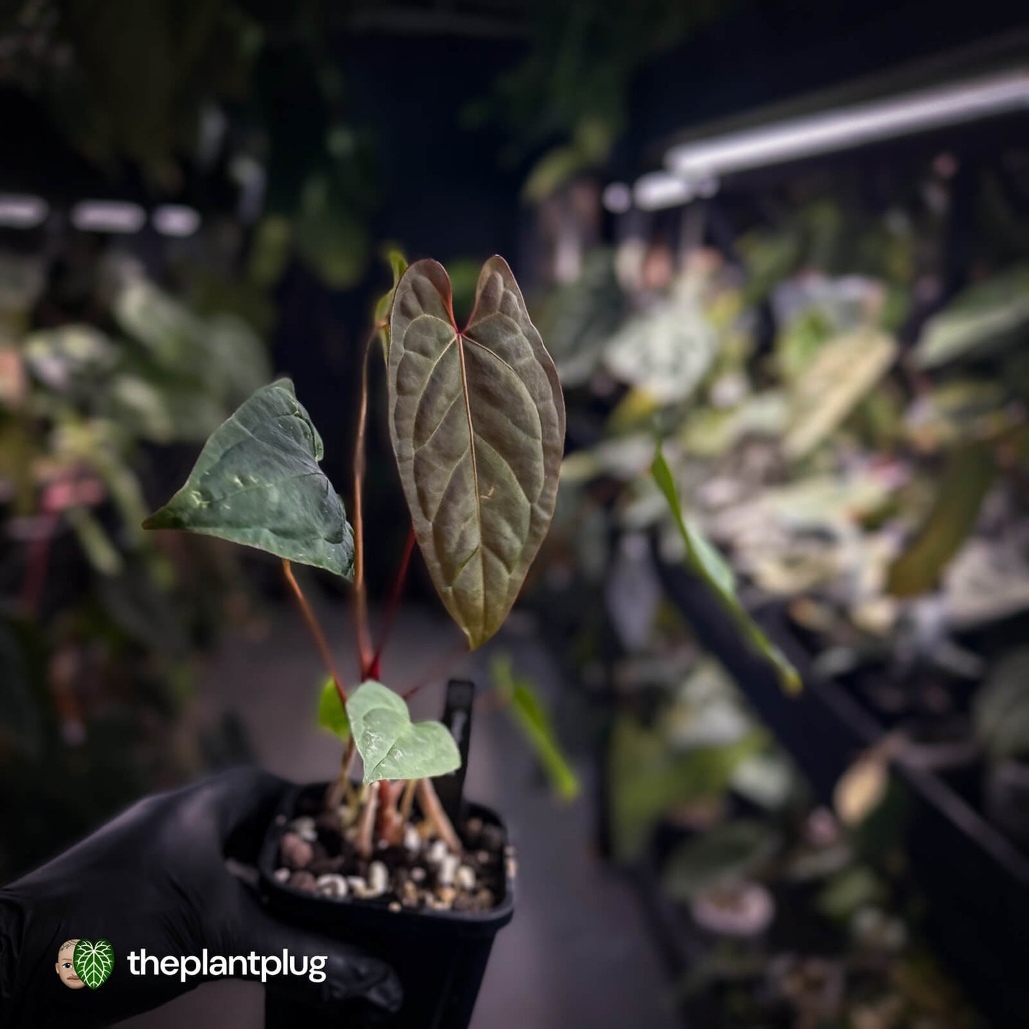 Anthurium Volcanic Ash x Calculus