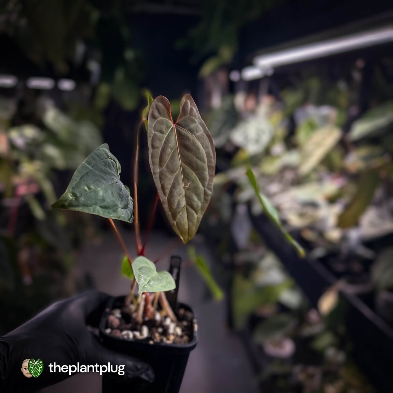 Anthurium Volcanic Ash x Calculus