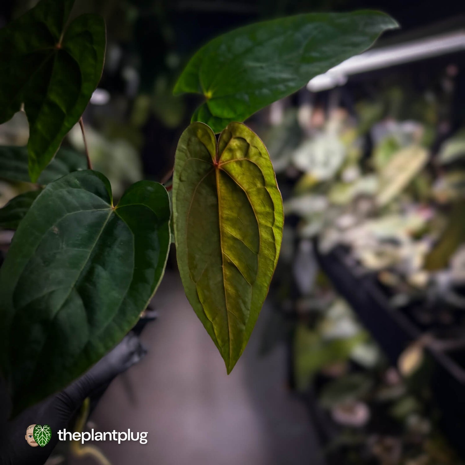 Anthurium 'Red Dark Phoenix' x ('Ace of Spades' x antolakii)