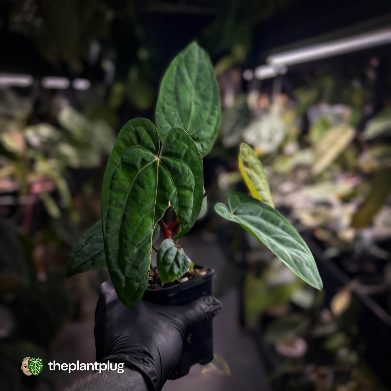 Anthurium 'Red Dark Phoenix' x ('Ace of Spades' x antolakii)