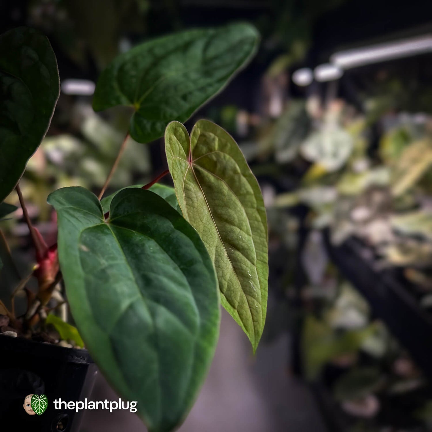 Anthurium 'Red Dark Phoenix' x ('Ace of Spades' x antolakii)