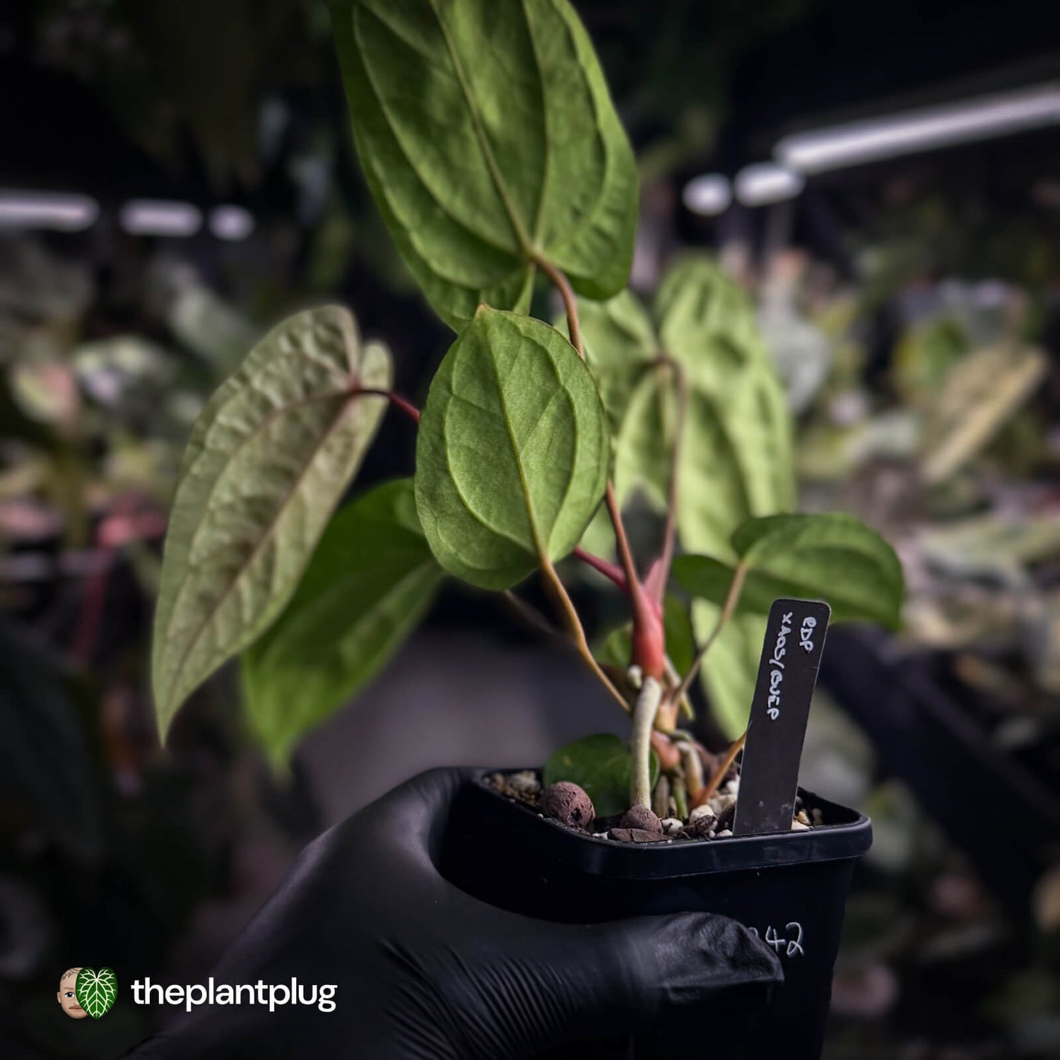 Anthurium 'Red Dark Phoenix' x ('Ace of Spades' x antolakii)