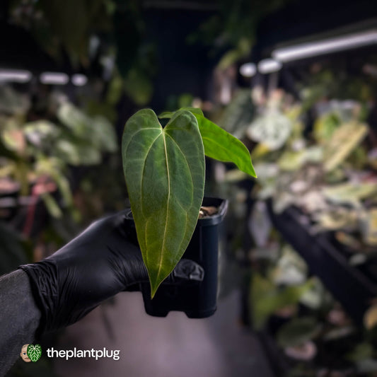 Anthurium carlablackiae x pap dress