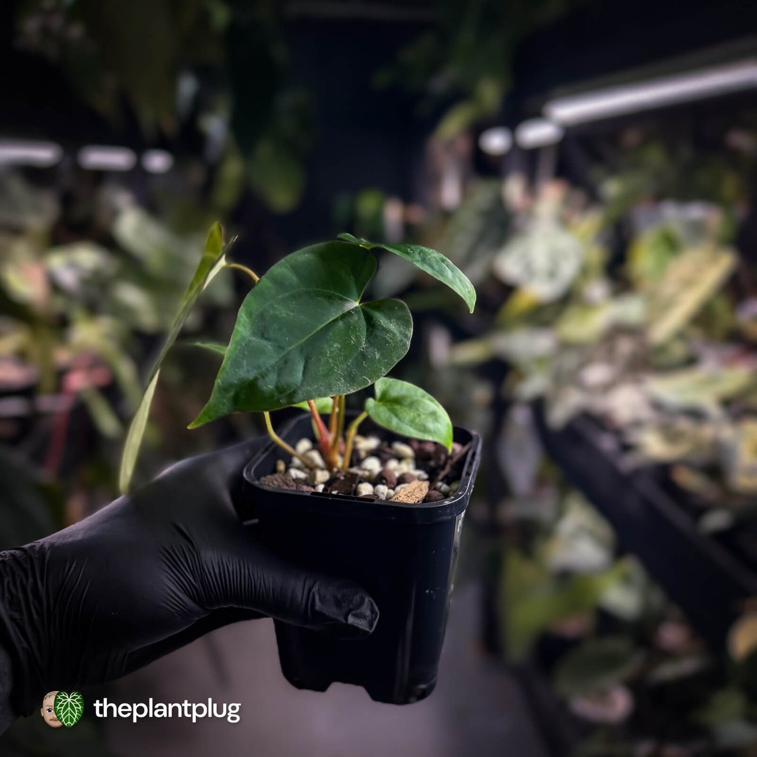 Anthurium carlablackiae x pap dress