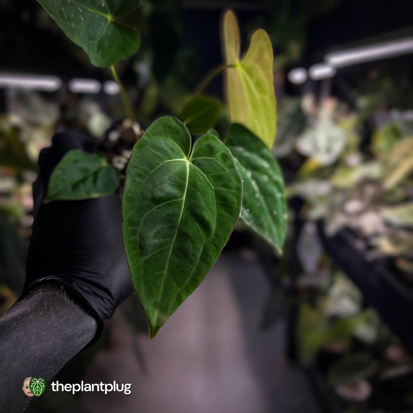 Anthurium carlablackiae x pap dress