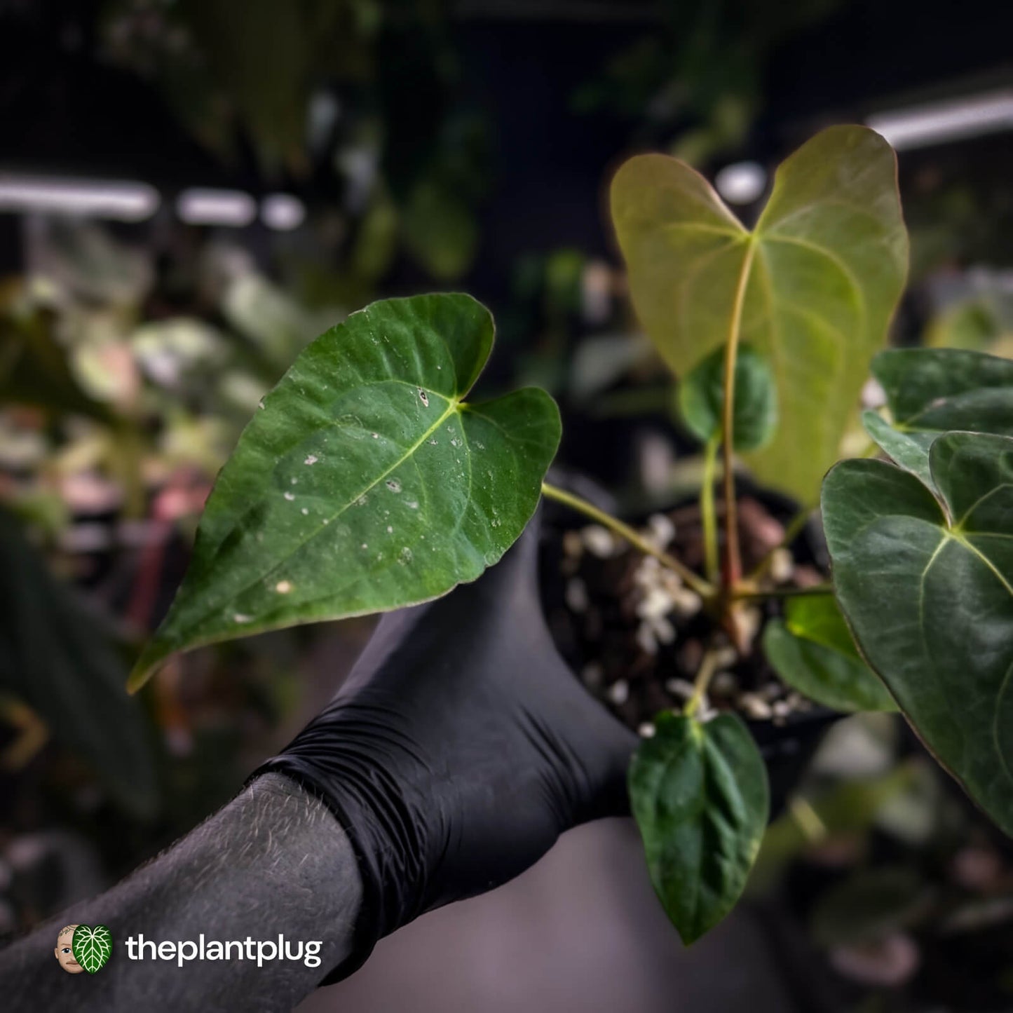 Anthurium carlablackiae x pap dress