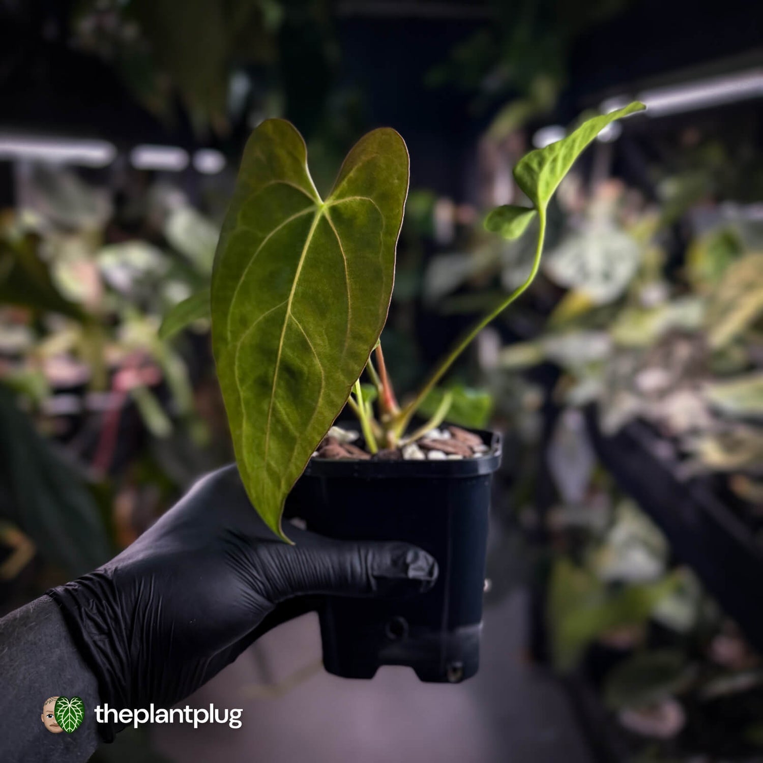 Anthurium carlablackiae x pap dress