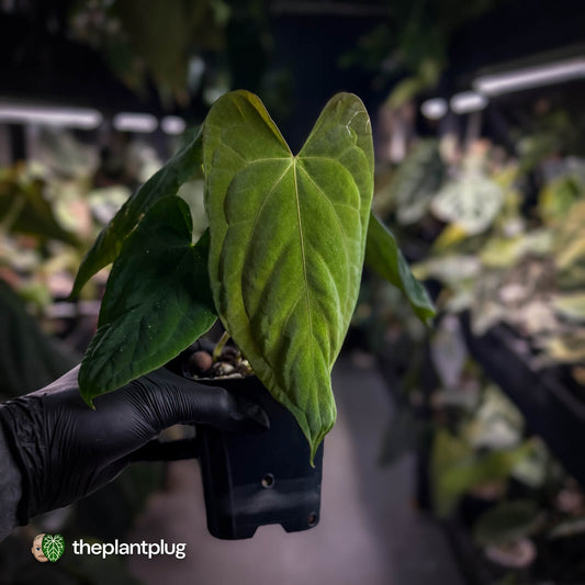 Anthurium papillilaminum 'Red Abaxial' x (antolakii 'Round x RA1')