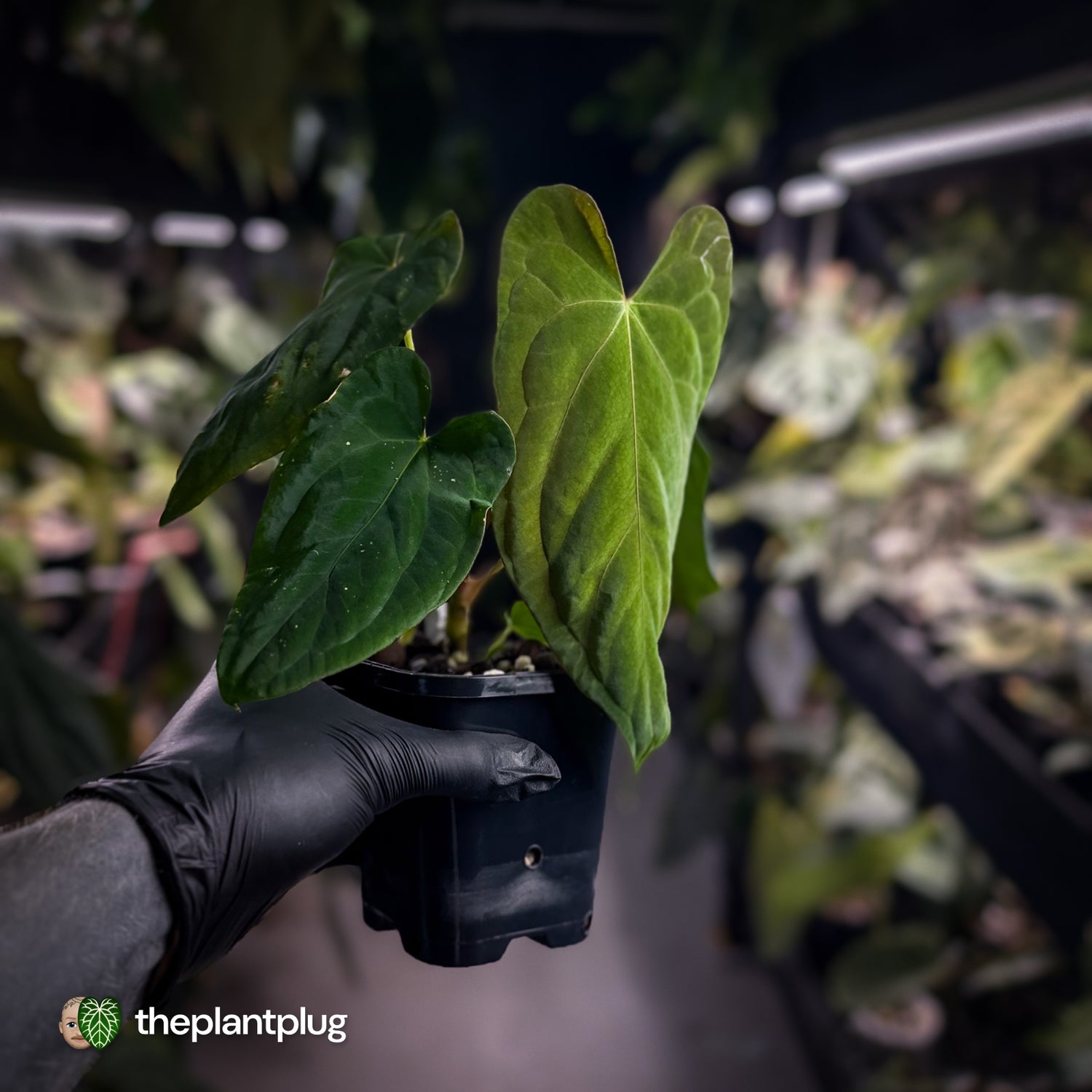 Anthurium papillilaminum 'Red Abaxial' x (antolakii 'Round x RA1')
