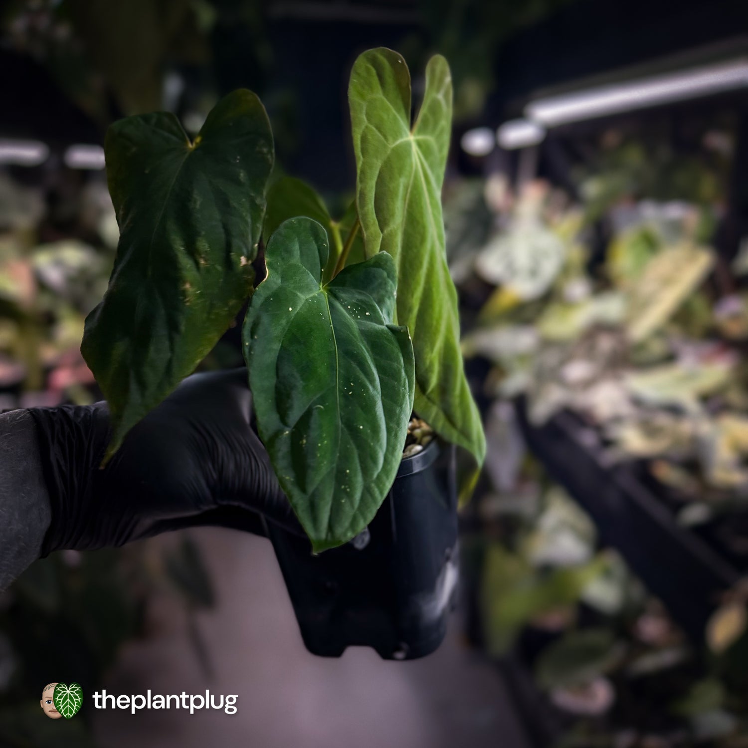 Anthurium papillilaminum 'Red Abaxial' x (antolakii 'Round x RA1')