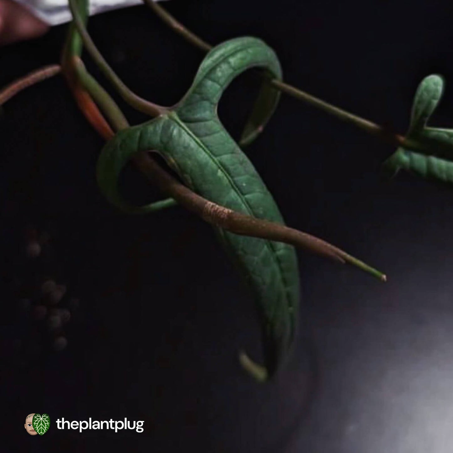 Anthurium sp. Pangui • rarely offered