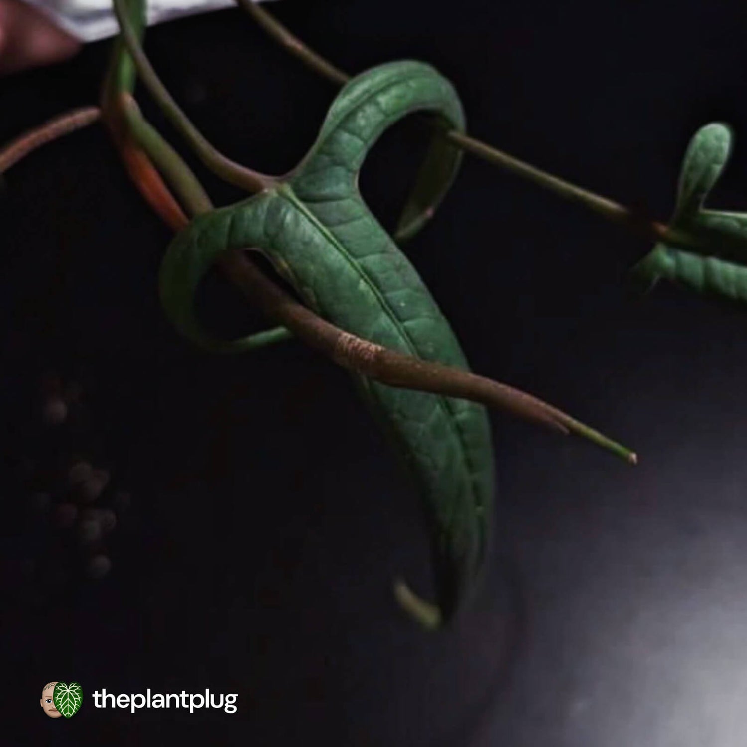 Anthurium sp. Pangui • rarely offered
