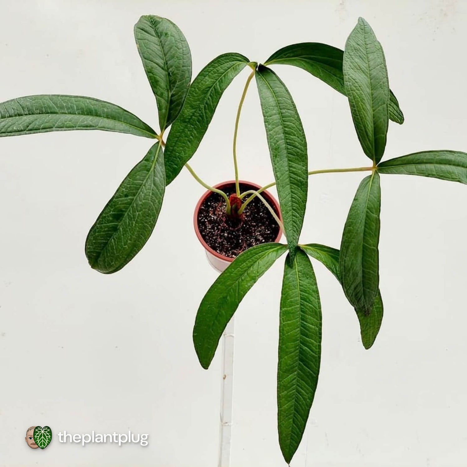Anthurium sp. Pangui • rarely offered