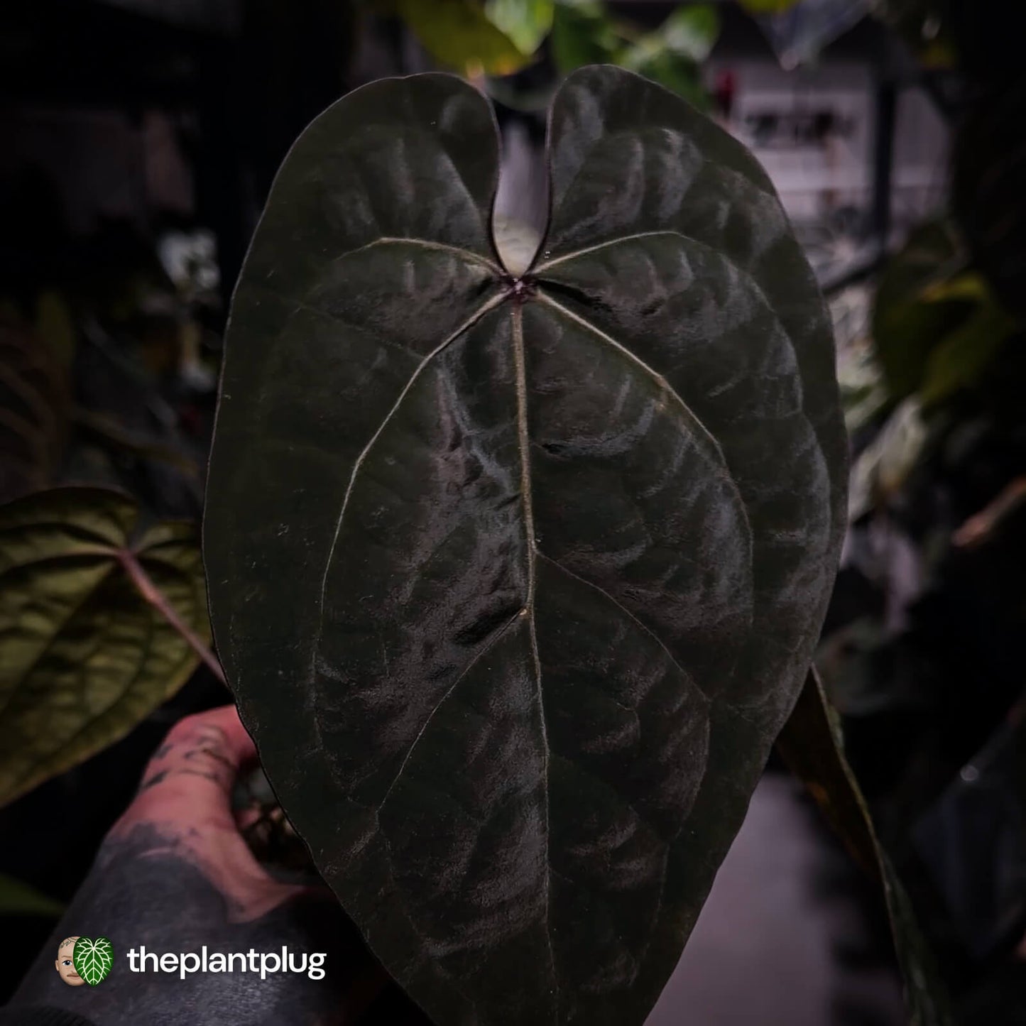Anthurium 'Ace of Spades' dark form (ex. Tezula) f1