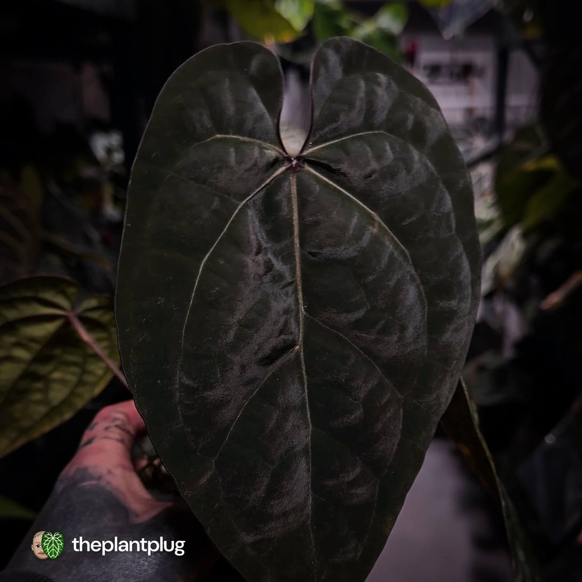Anthurium 'Ace of Spades' dark form (ex. Tezula) f1