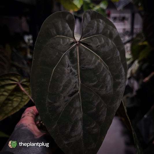 Anthurium 'Ace of Spades' dark form (ex. Tezula) f1