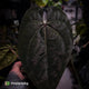 Anthurium 'Ace of Spades' dark form (ex. Tezula) f1