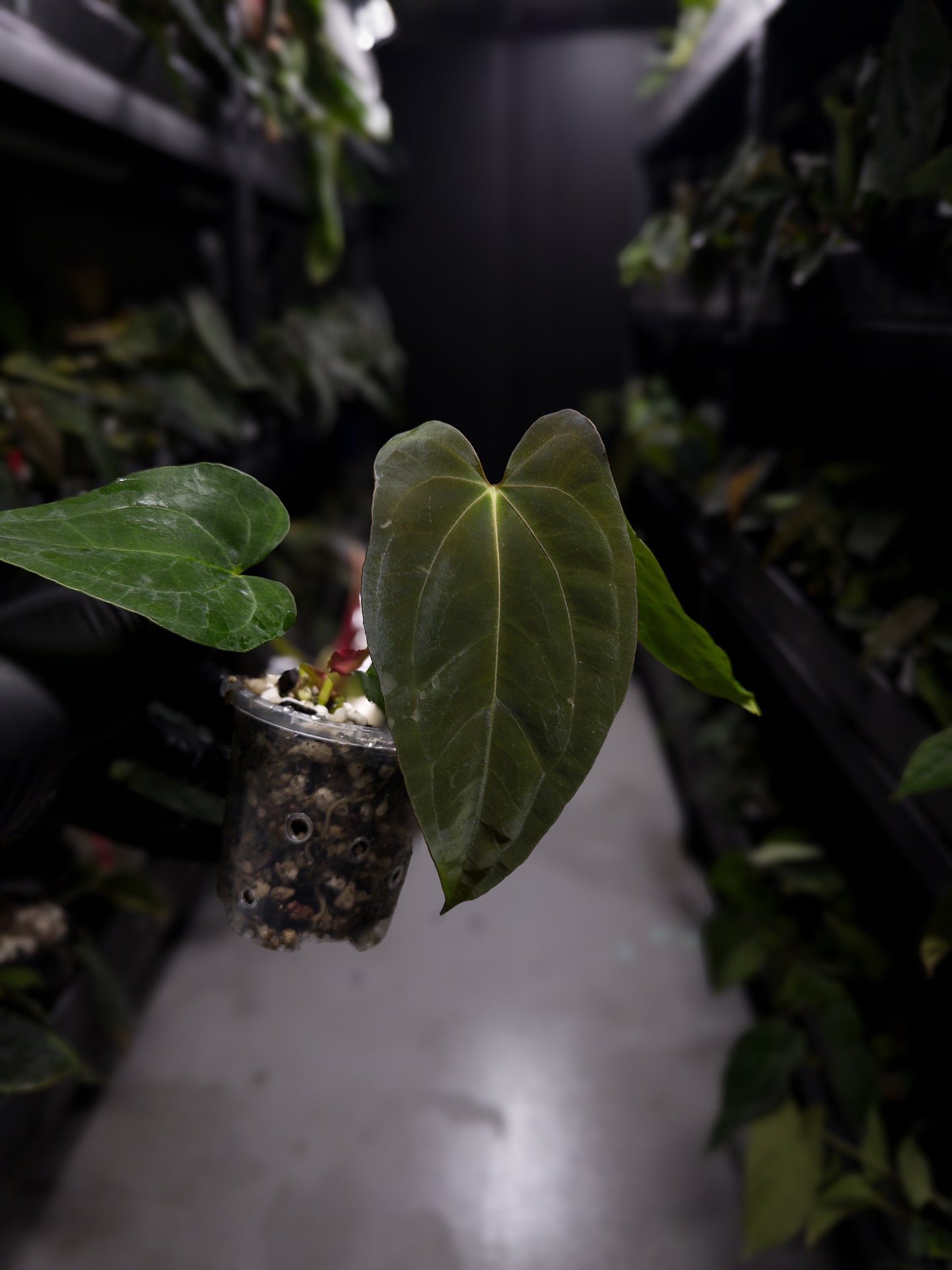 Anthurium papillilaminum ('Marshellini' x 'Dadbod') x 'RA8'