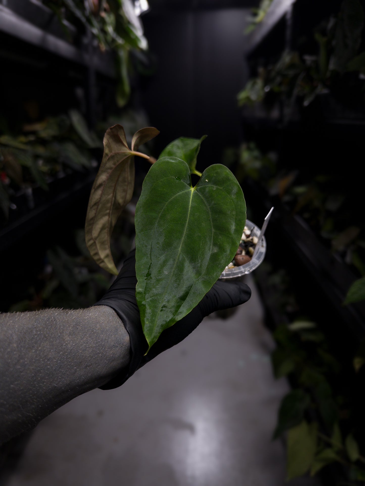 Anthurium papillilaminum ('Marshellini' x 'Dadbod') x 'RA8'