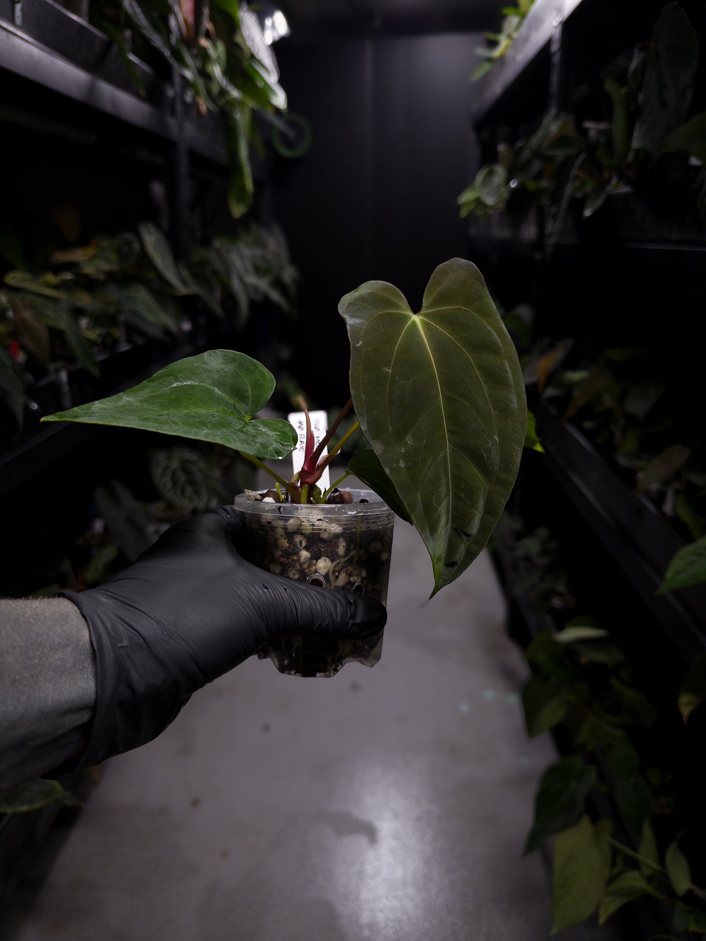 Anthurium papillilaminum ('Marshellini' x 'Dadbod') x 'RA8'