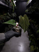 Anthurium papillilaminum ('Marshellini' x 'Dadbod') x 'RA8'