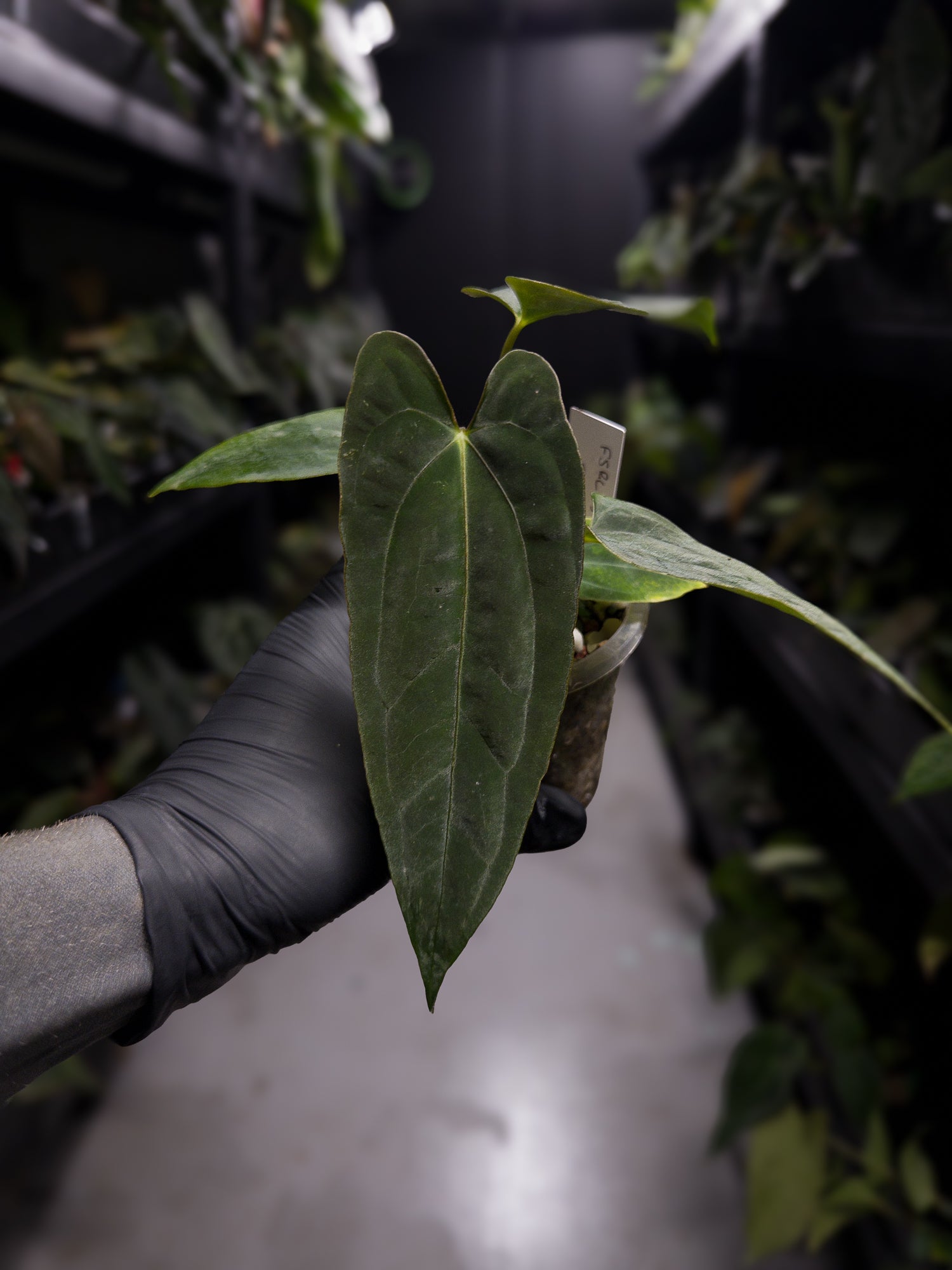 Anthurium papillilaminum (('FS' x 'RL') x ('FS' x self)) x self