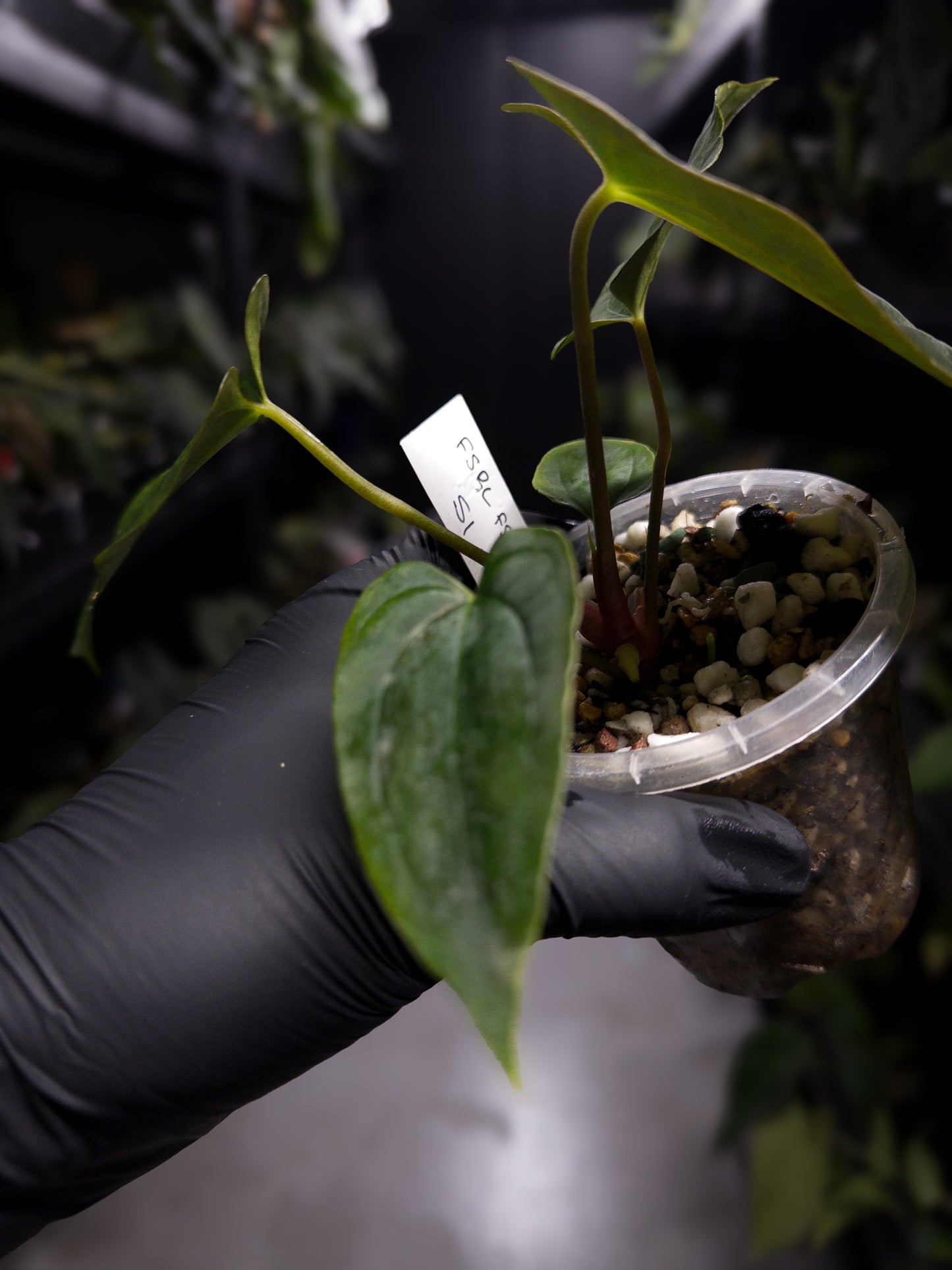 Anthurium papillilaminum (('FS' x 'RL') x ('FS' x self)) x self