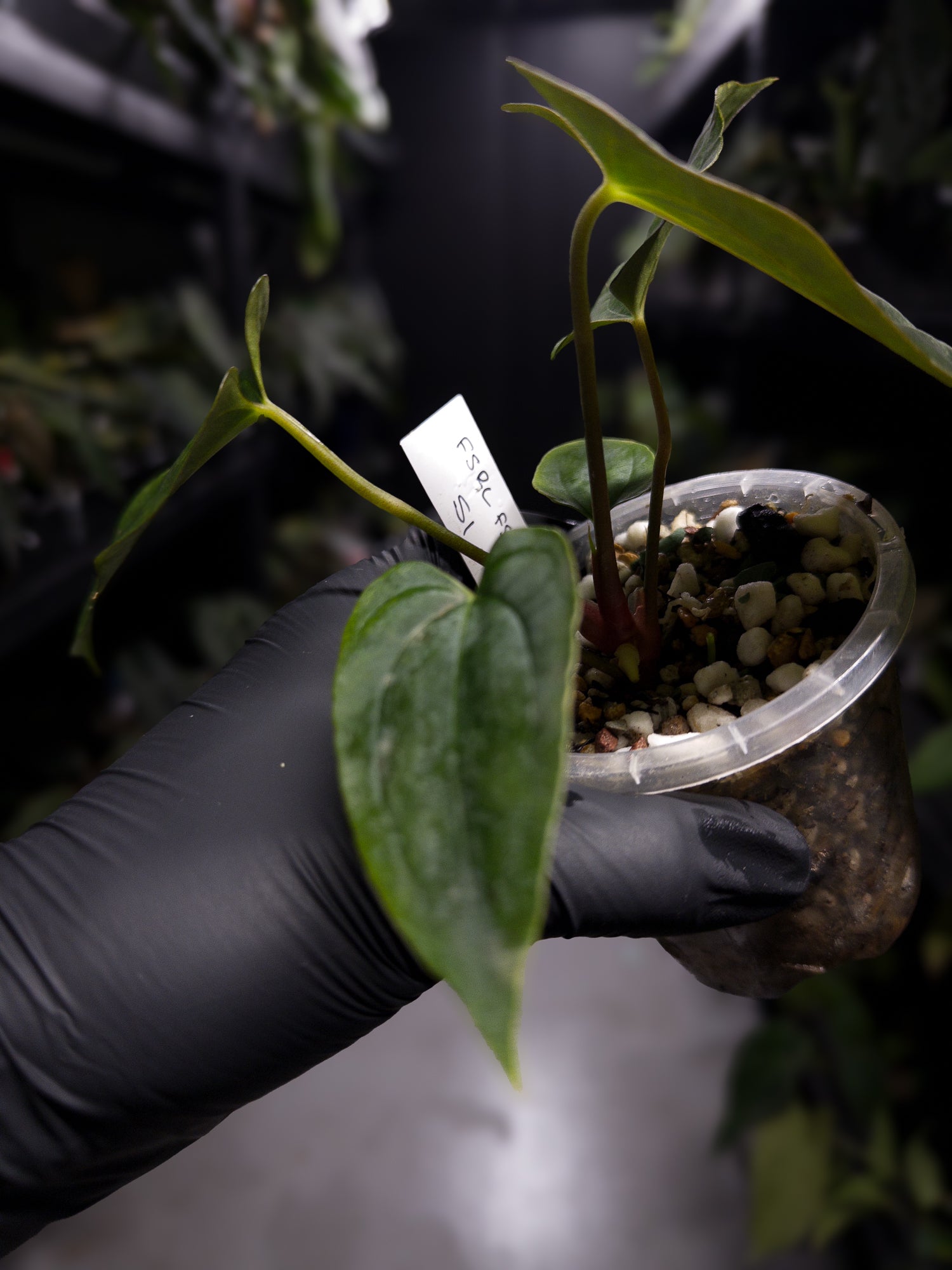 Anthurium papillilaminum (('FS' x 'RL') x ('FS' x self)) x self