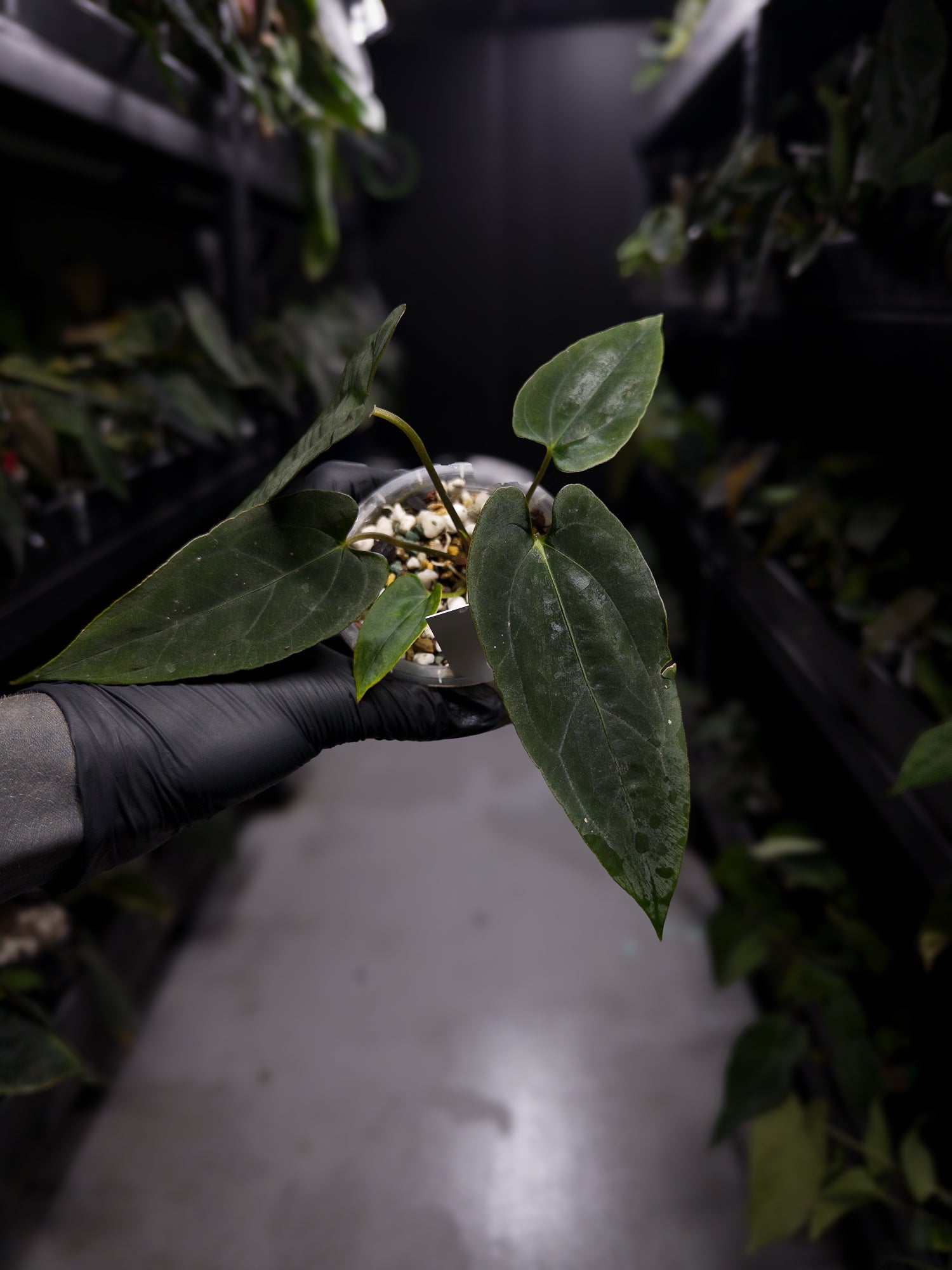 Anthurium papillilaminum (('FS' x 'RL') x ('FS' x self)) x self