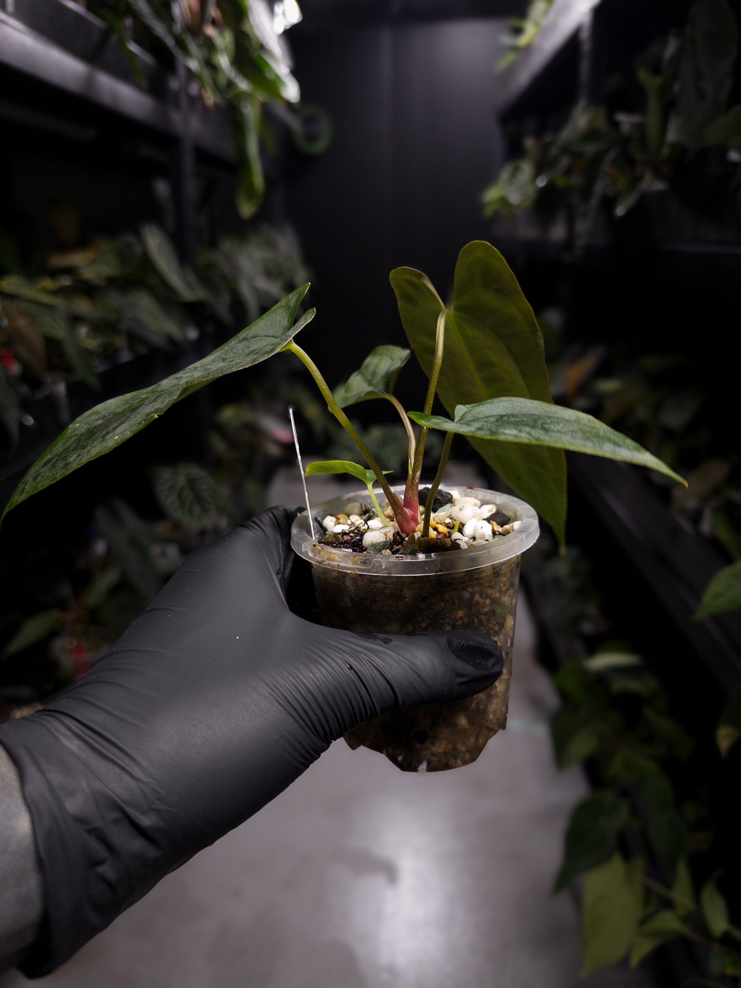 Anthurium papillilaminum (('FS' x 'RL') x ('FS' x self)) x self