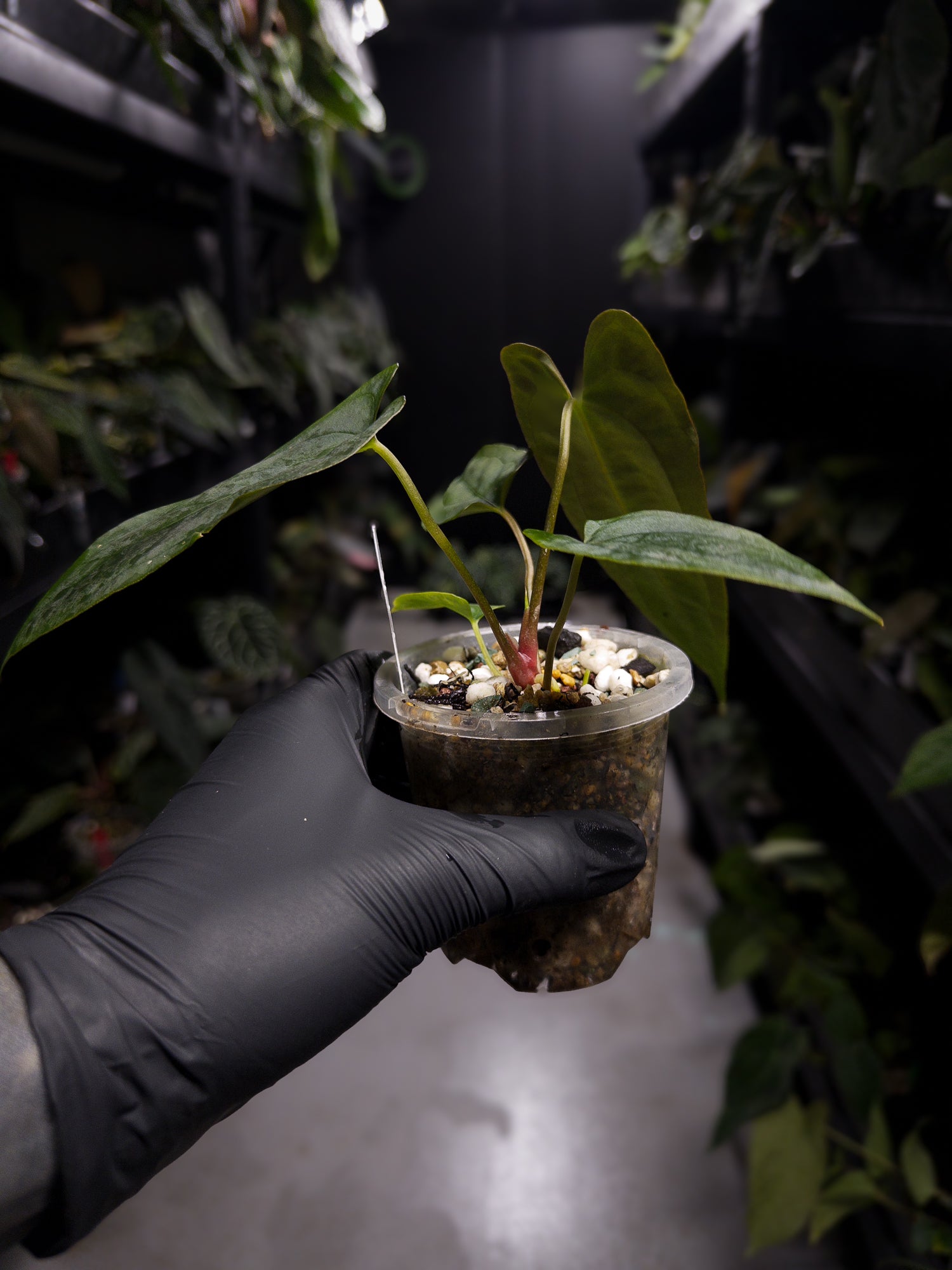 Anthurium papillilaminum (('FS' x 'RL') x ('FS' x self)) x self