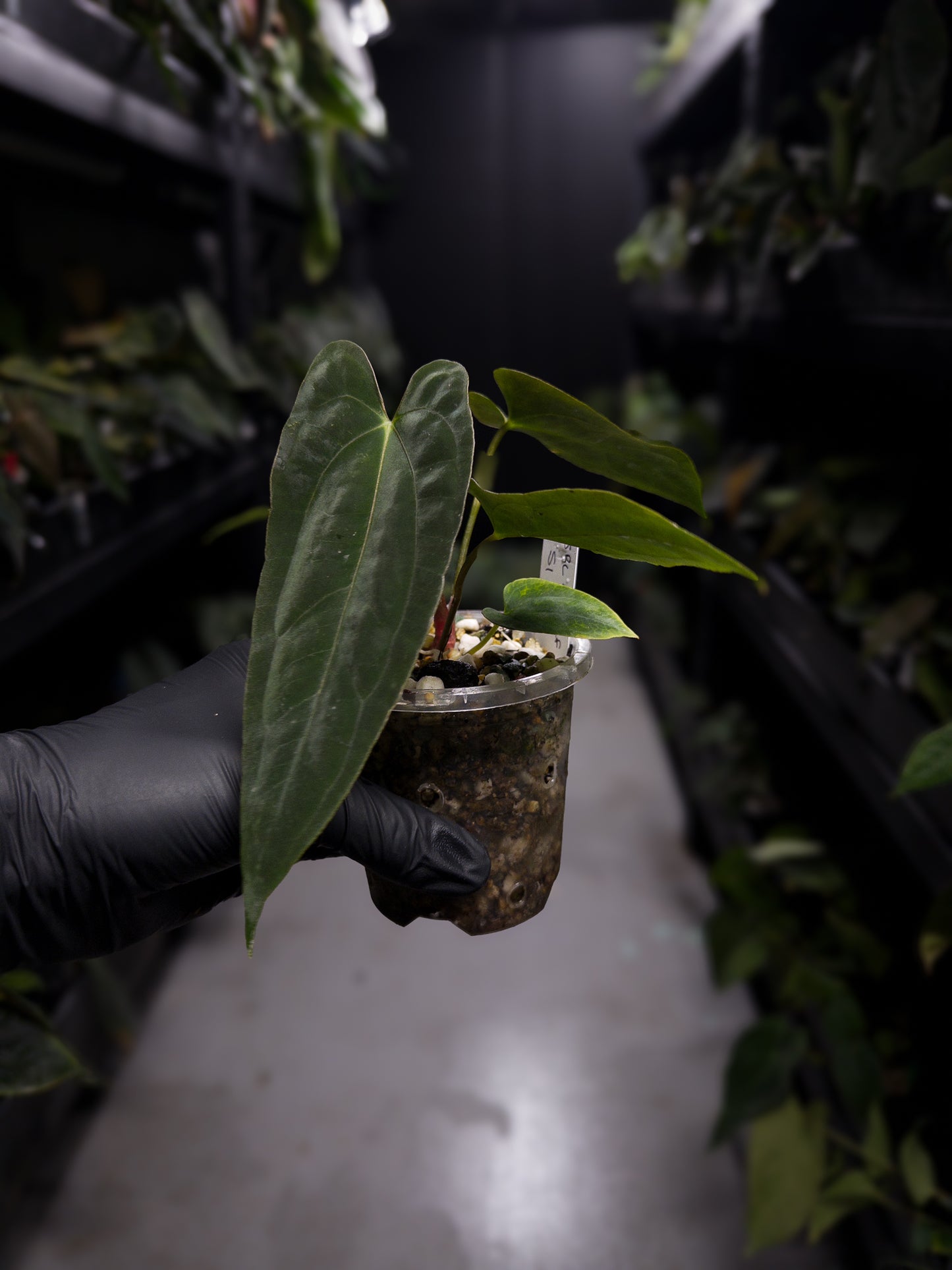 Anthurium papillilaminum (('FS' x 'RL') x ('FS' x self)) x self