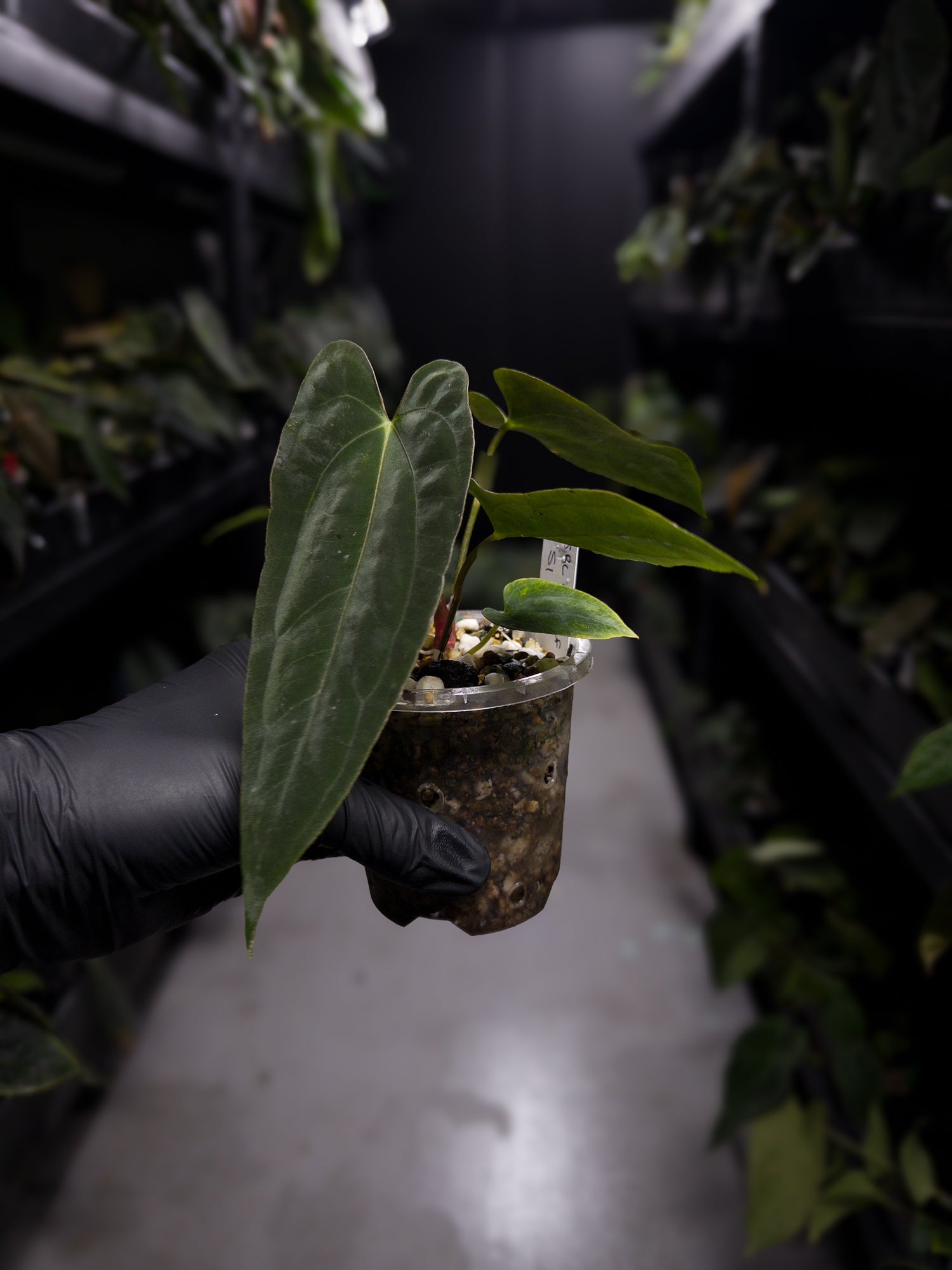 Anthurium papillilaminum (('FS' x 'RL') x ('FS' x self)) x self